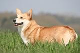 CORGI PEMBROKE 1223